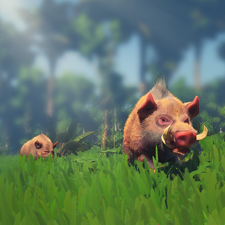 Boar