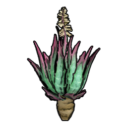 Aloe Sapling
