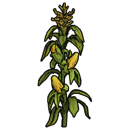 Corn Sapling