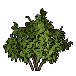 Shrub Sapling