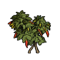 Pepper Sapling