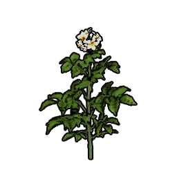 Sweet Potato Sapling