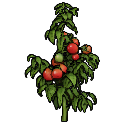 Tomato Sapling
