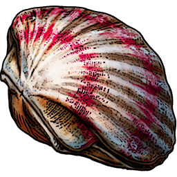 Closed Scallop Shell
