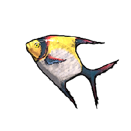 Moon Angelfish