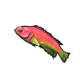 Pink Wrasse