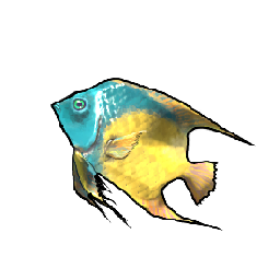 Queen Angelfish
