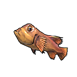 Reef Snapper
