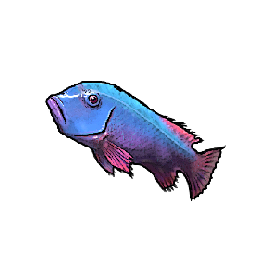 Sapphire Wrasse