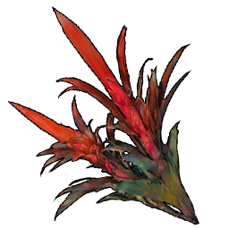 Bromeliad