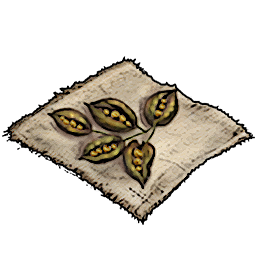 Ficus Seeds