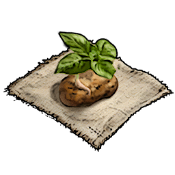 Sweet Potato Seeds
