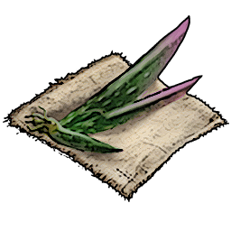 Aloe Seeds