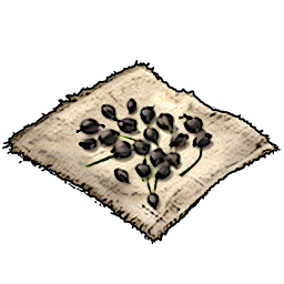 Leek Seeds