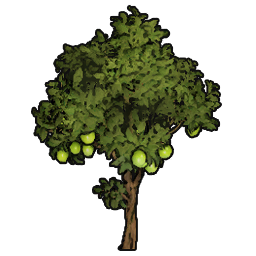 Lime Sapling